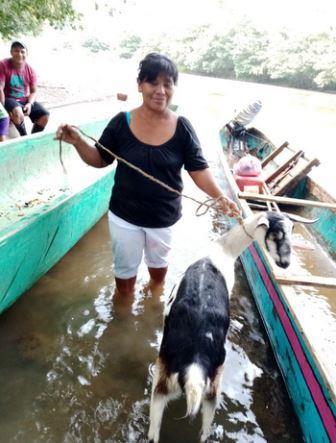 Transporte de cabras por el río